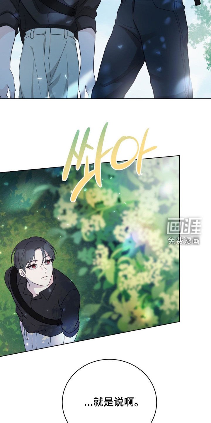 第62章：椴树花茶