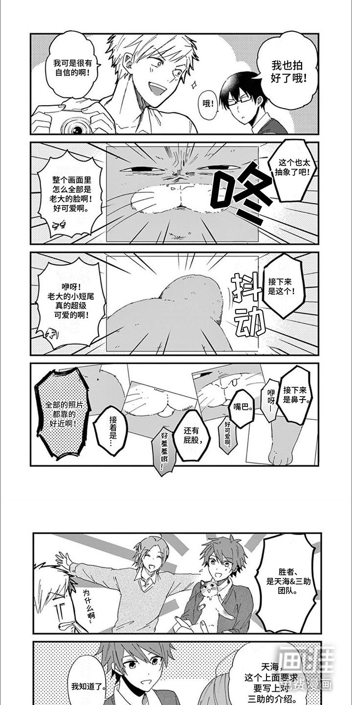 第3章：最美猫咪