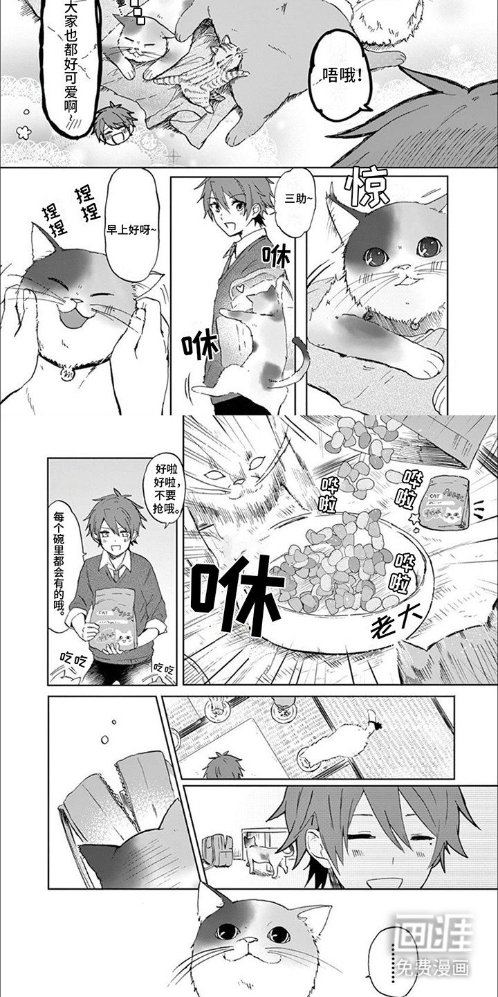 第3章：最美猫咪