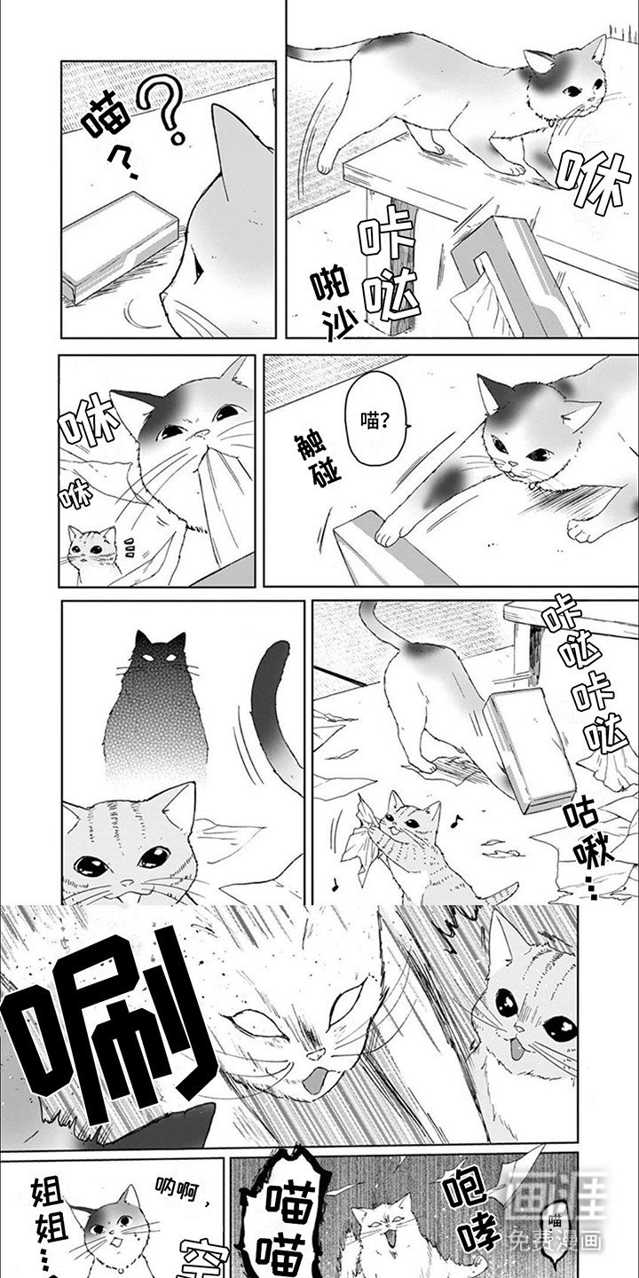 第8章：猫猫特工