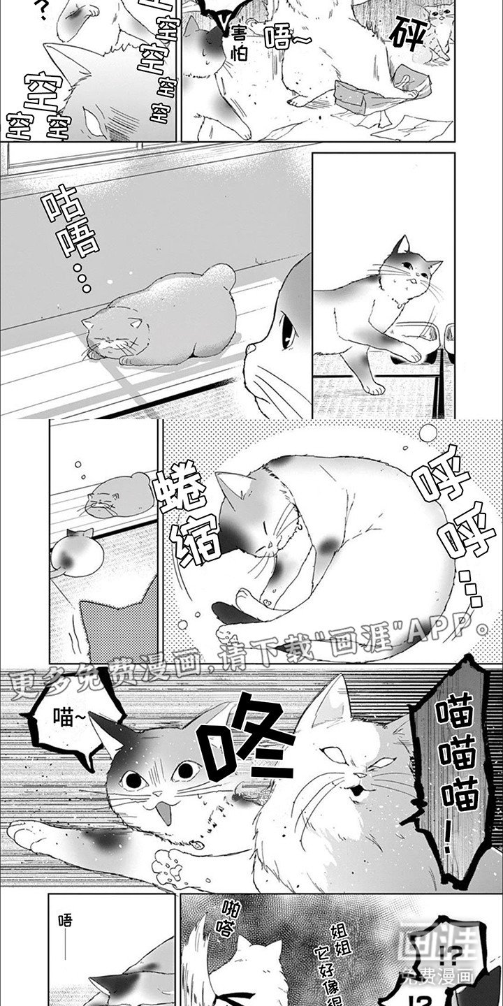 第8章：猫猫特工
