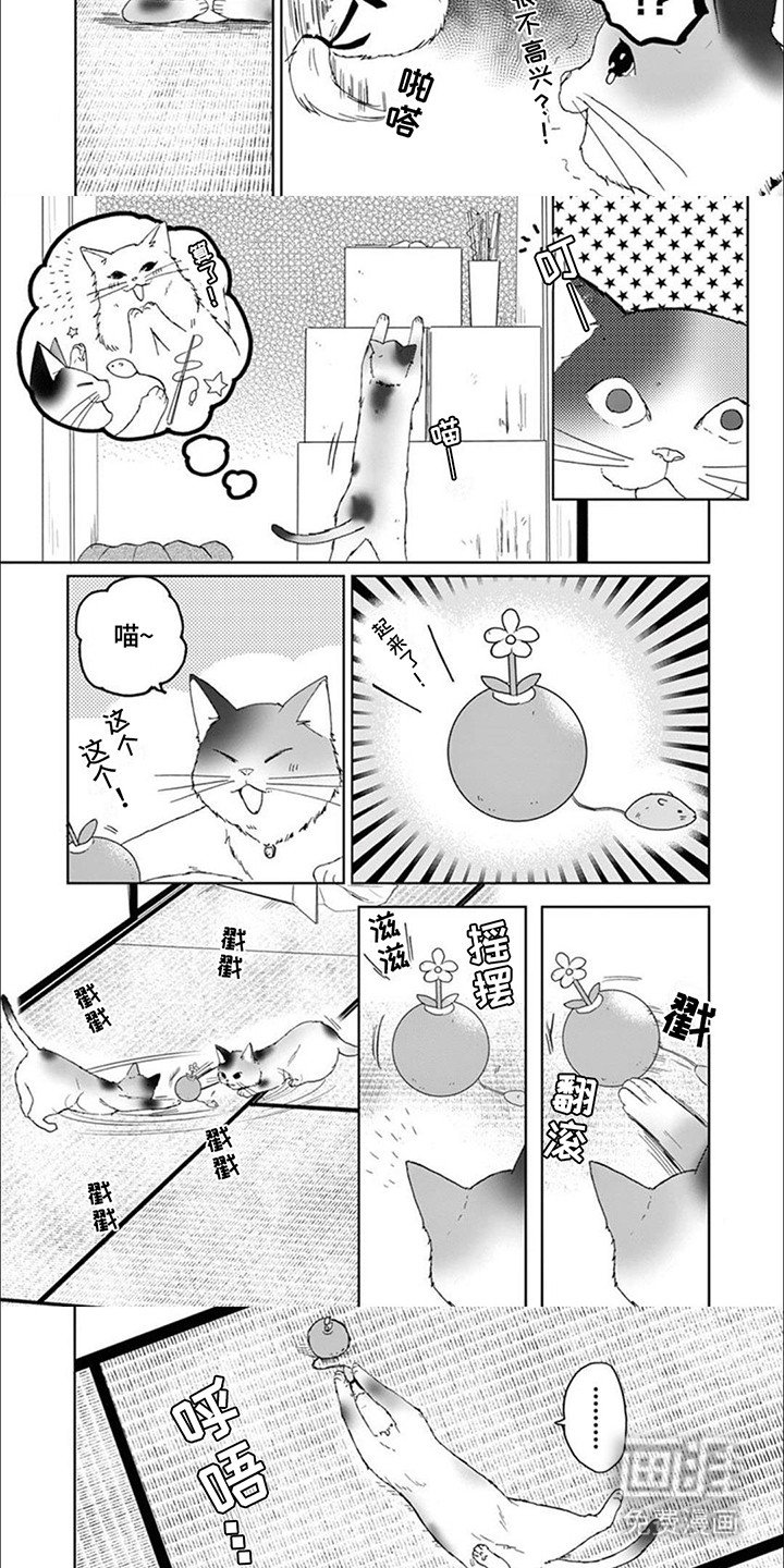 第8章：猫猫特工