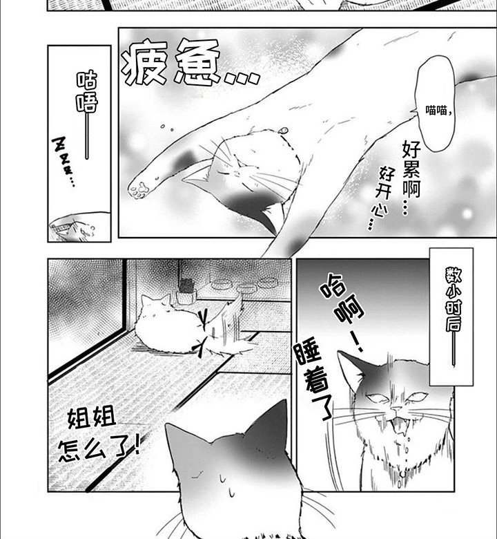 第8章：猫猫特工