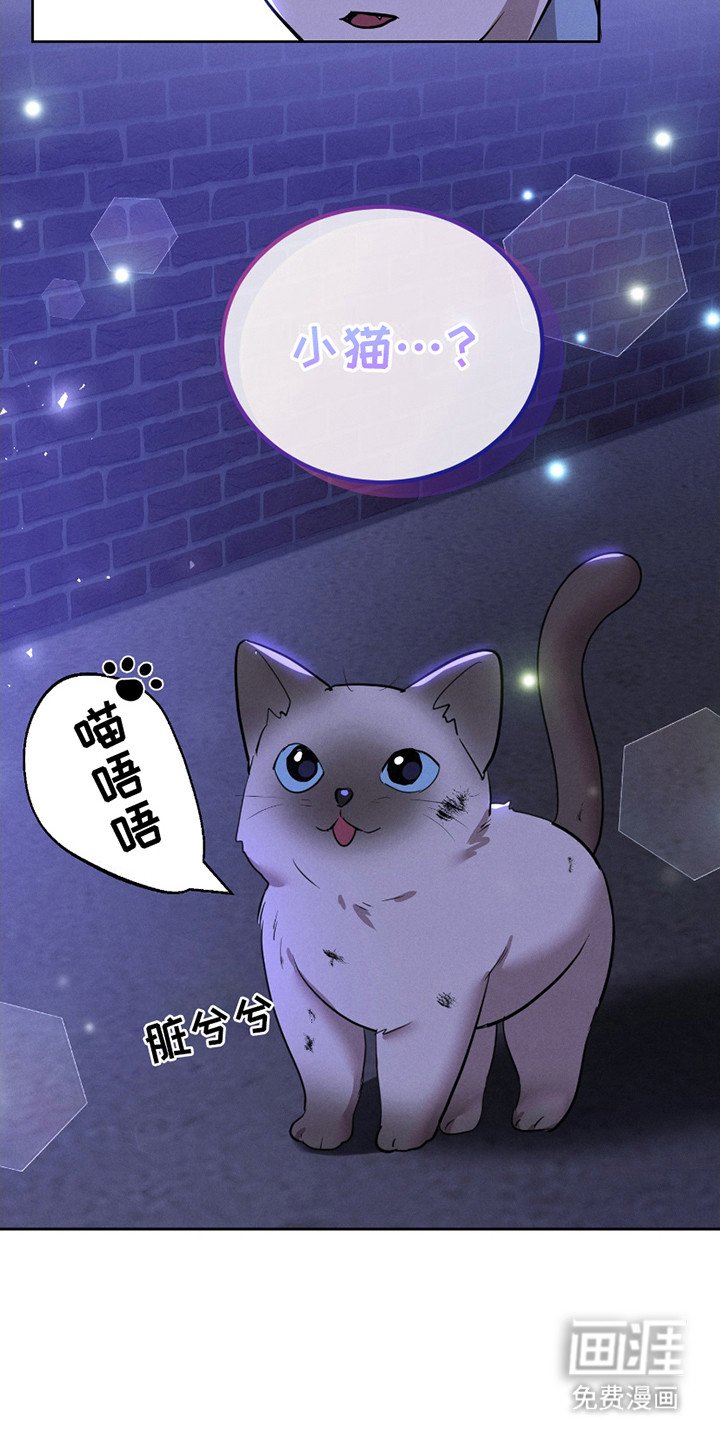 第15章：流浪猫