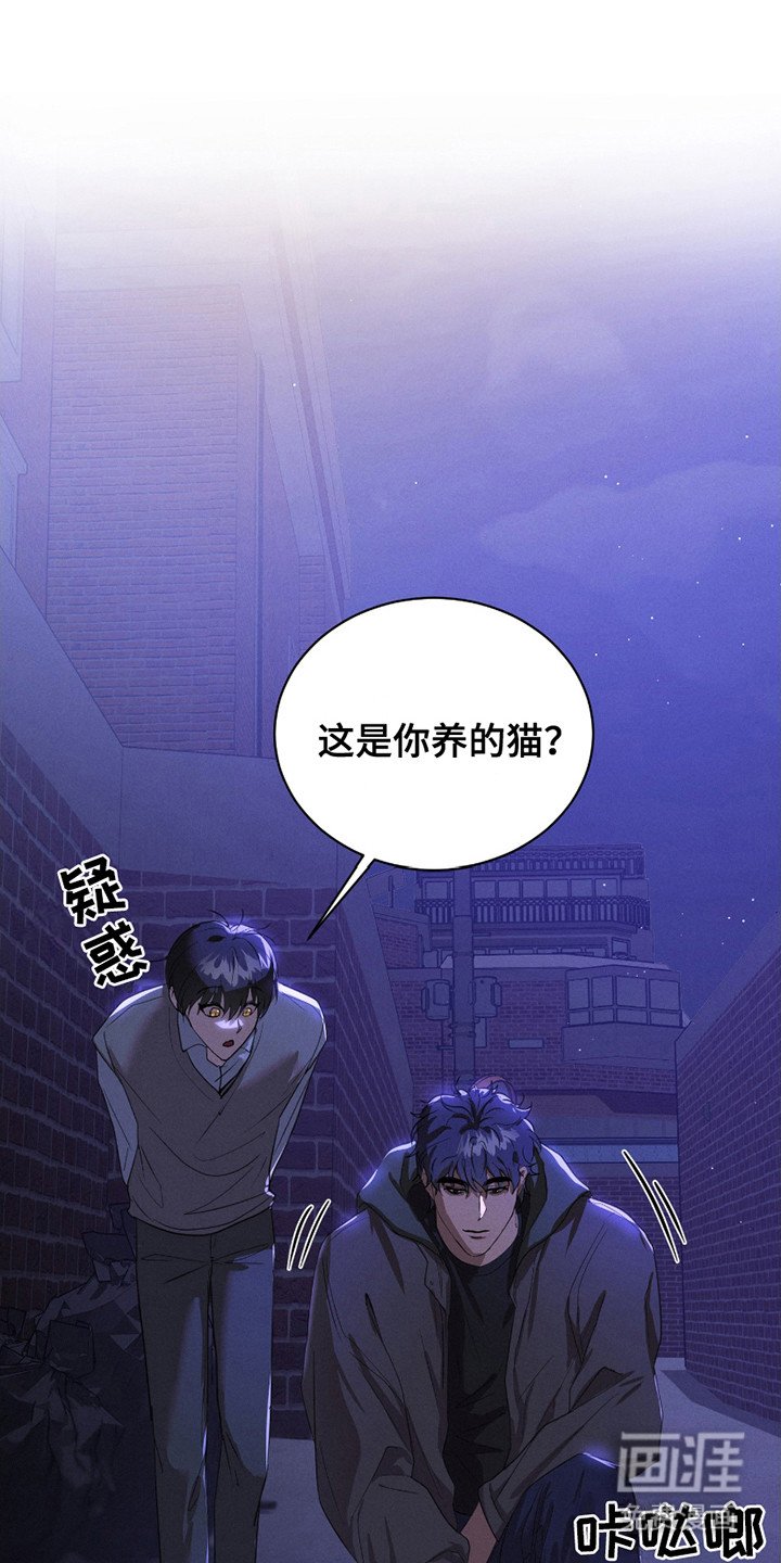 第15章：流浪猫