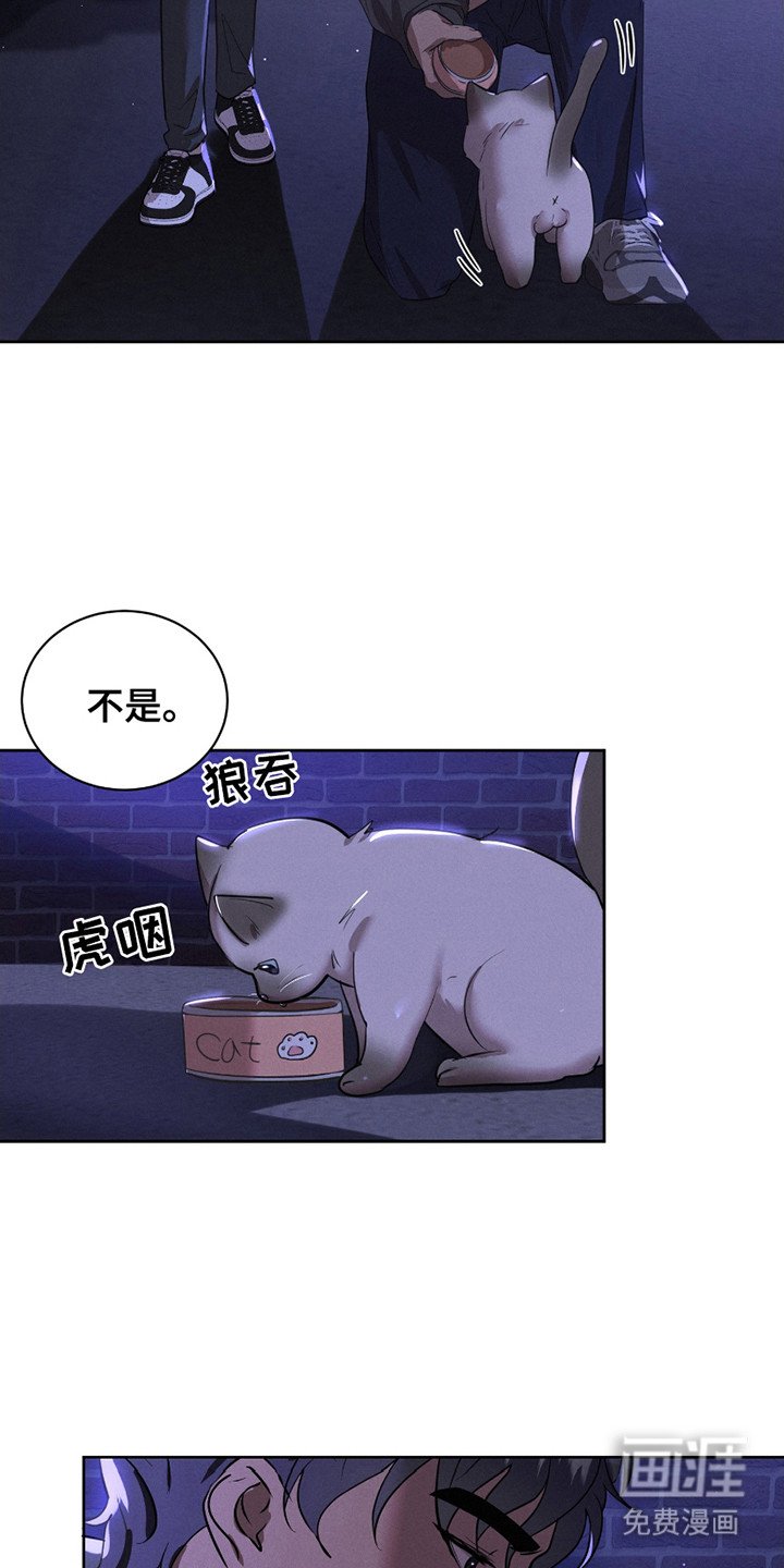 第15章：流浪猫