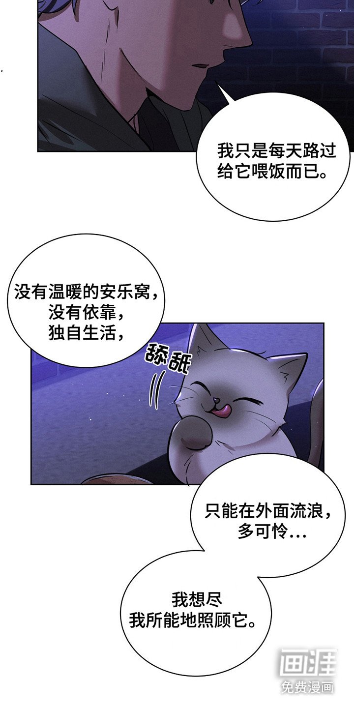 第15章：流浪猫