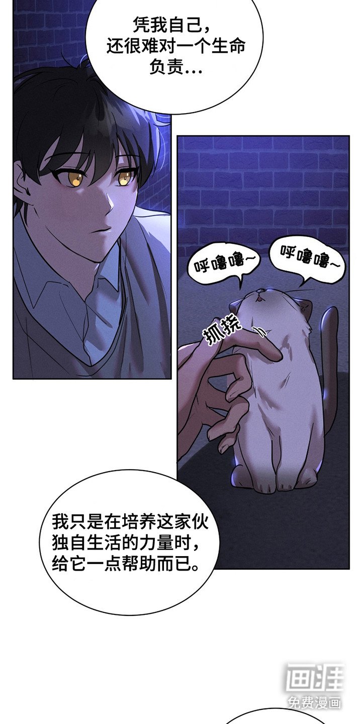 第15章：流浪猫
