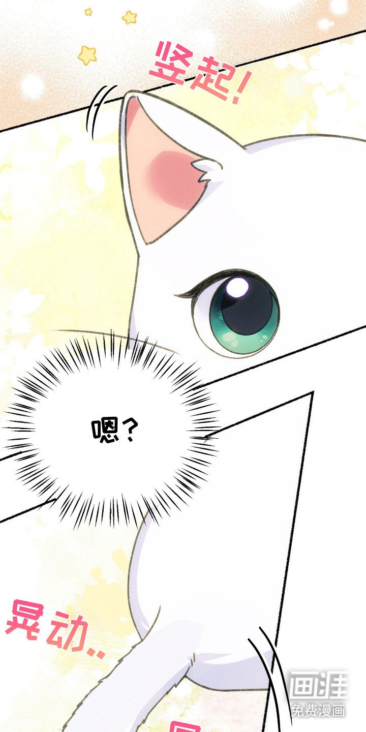 第1章：变成猫