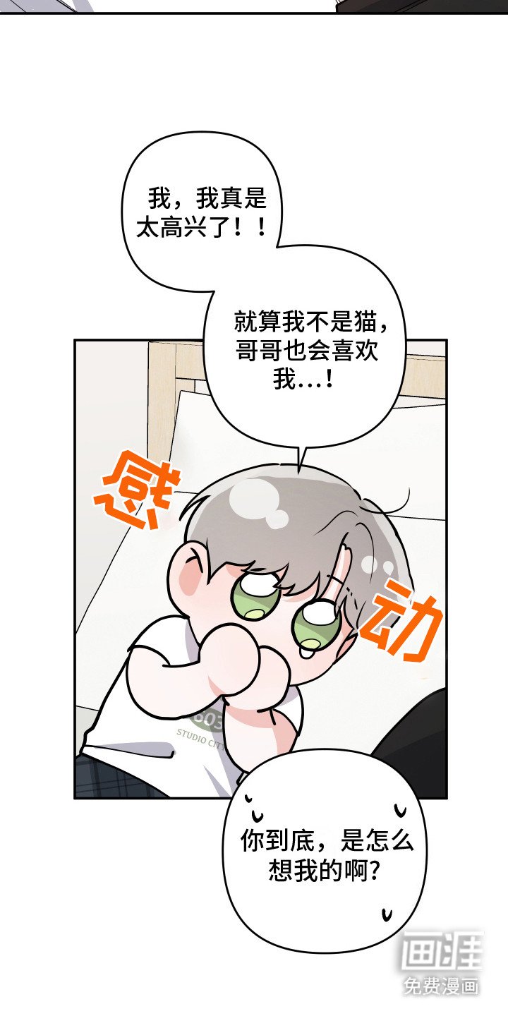 第11章：我的猫咪（完结）