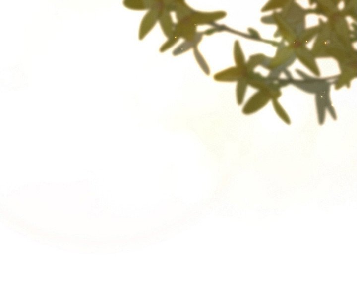 第12章：待到花开时（完结）
