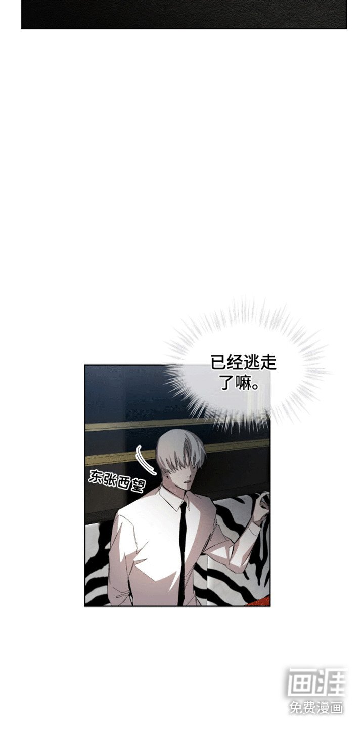 第13章：猫咪