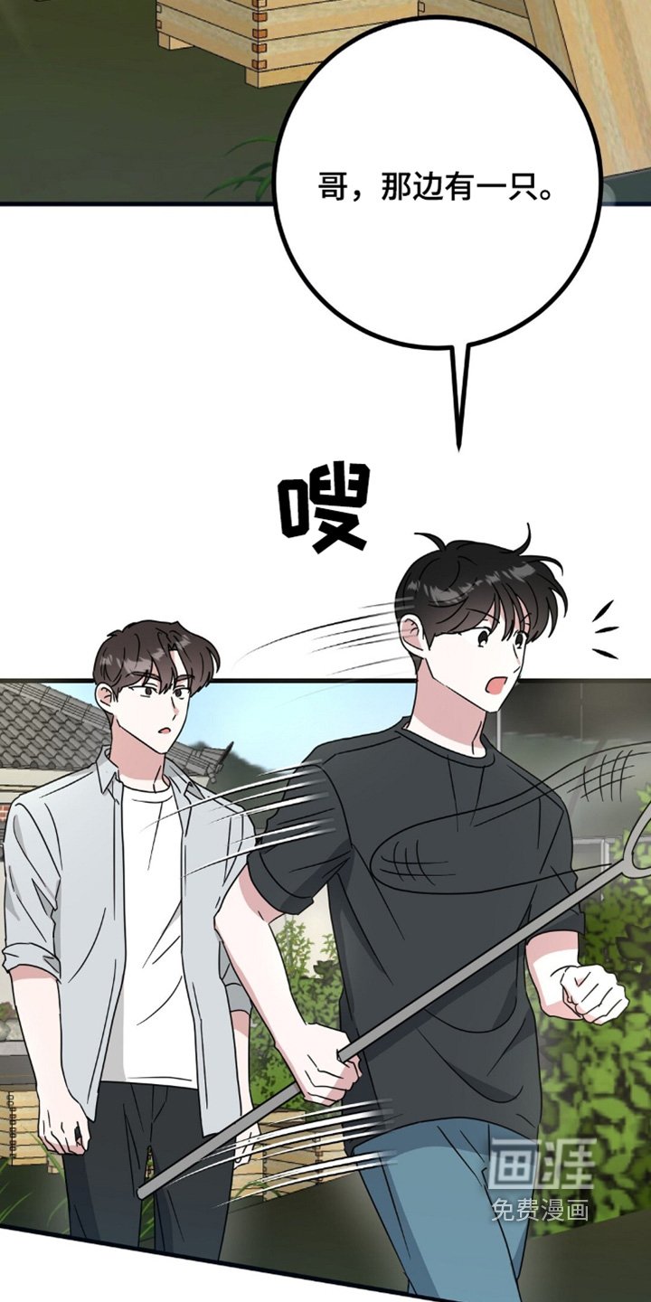 第121章：抓马蜂