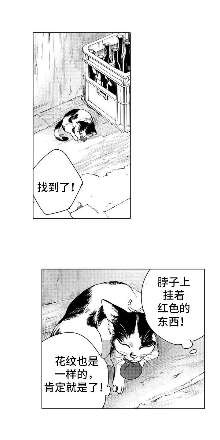 第2章： 寻找猫咪