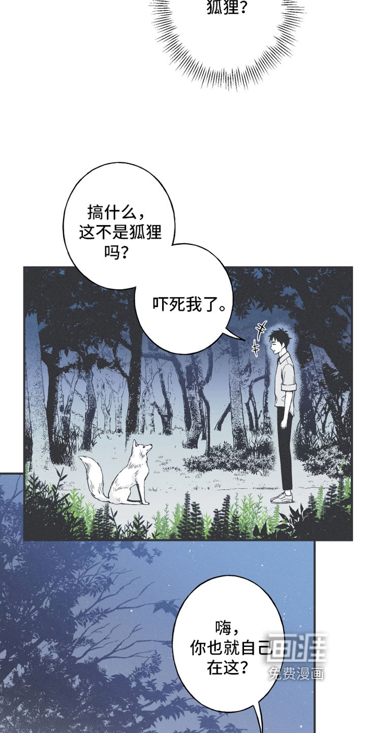 第13章：狐狸