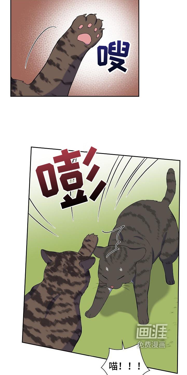 第7章：猫的纷争