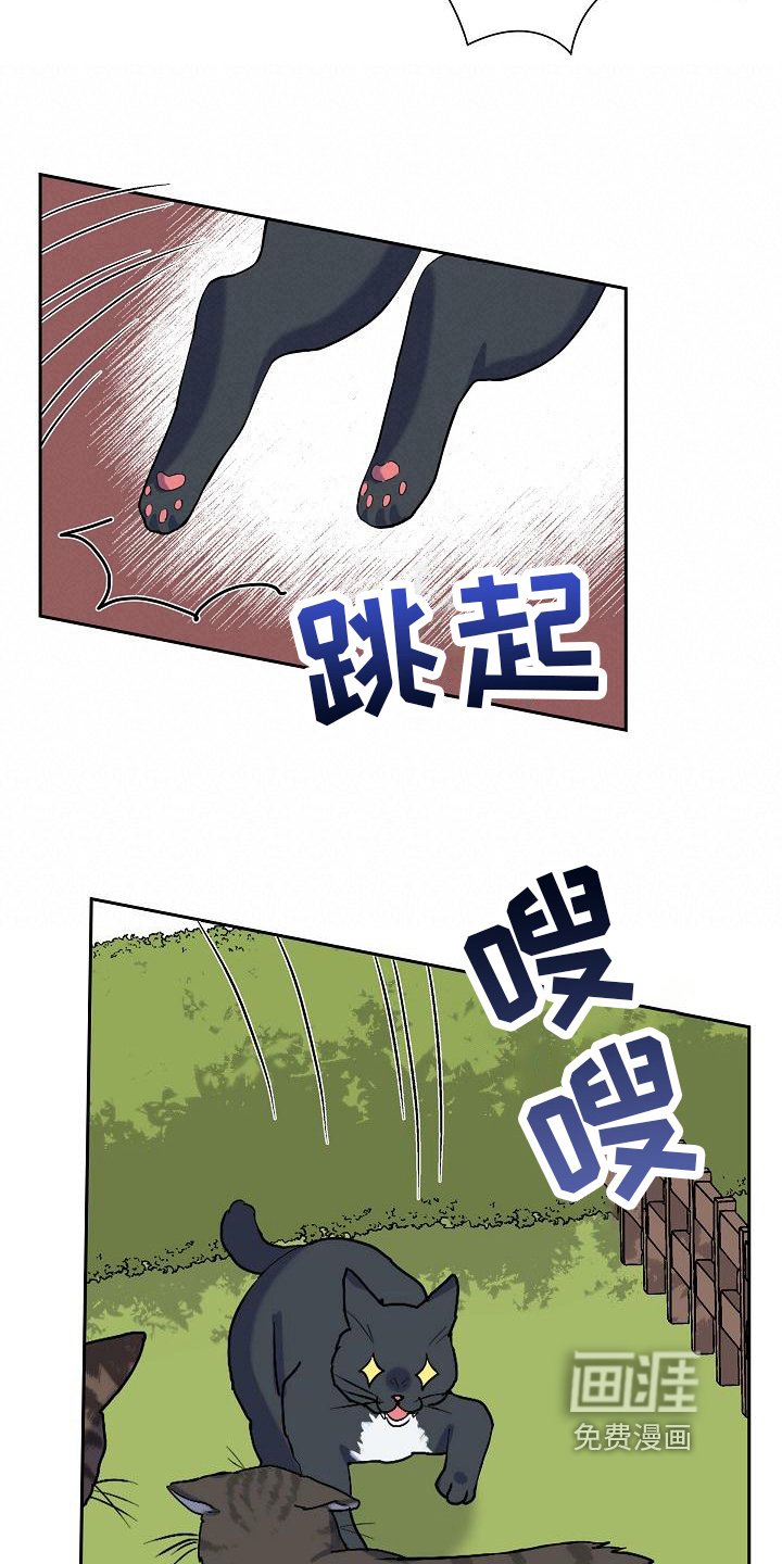 第7章：猫的纷争
