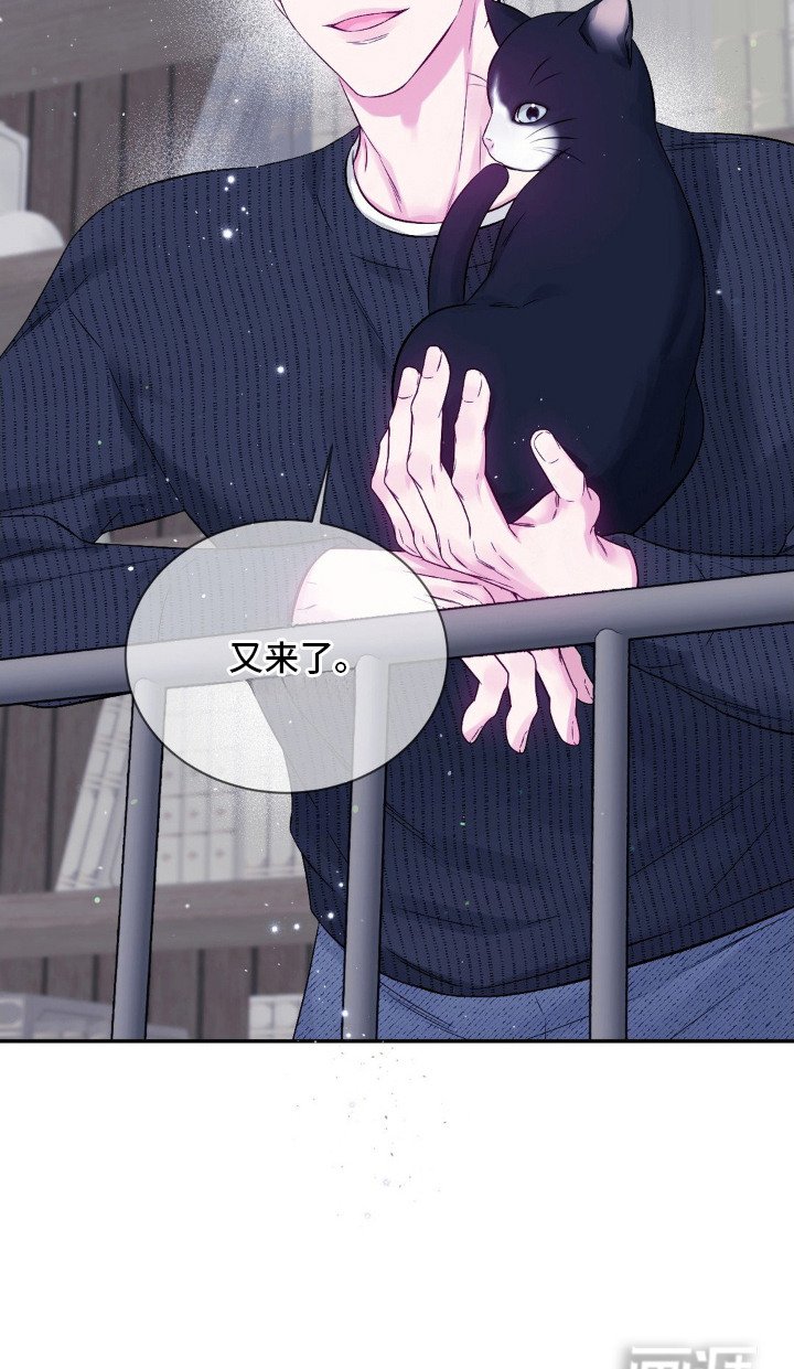 第2章：猫咪书店