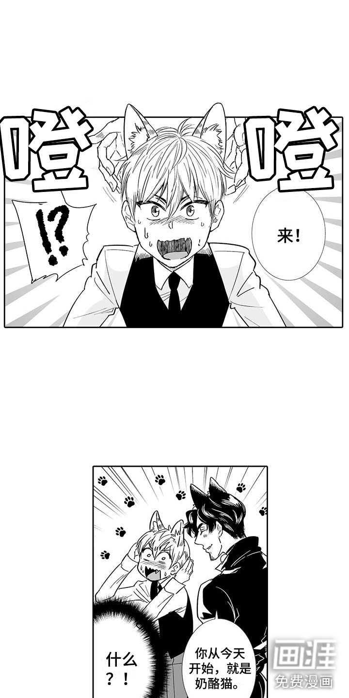第6章：奶酪猫