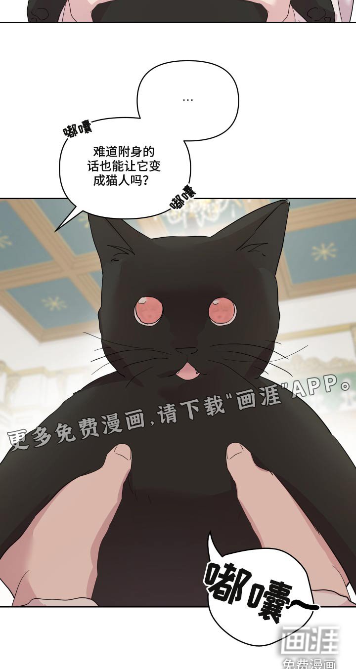 第26章：猫咪