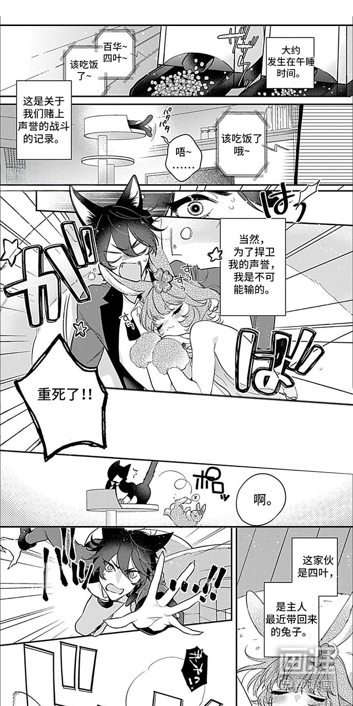 第7章：猫与兔子
