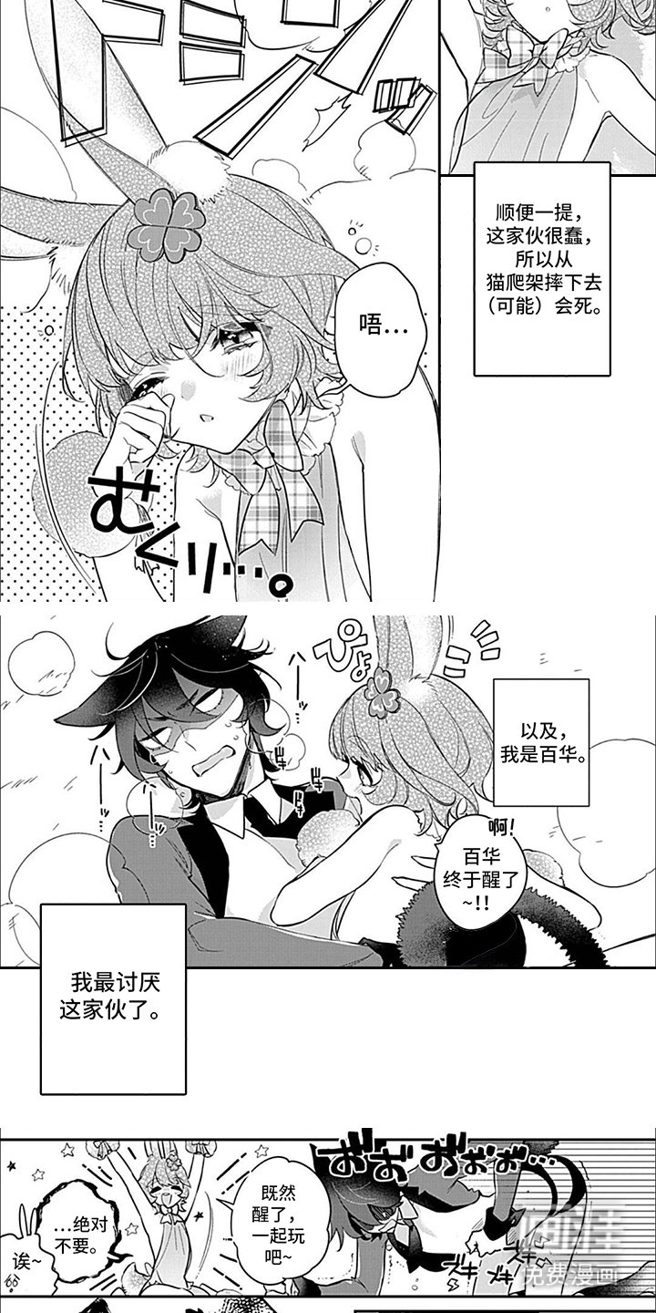 第7章：猫与兔子