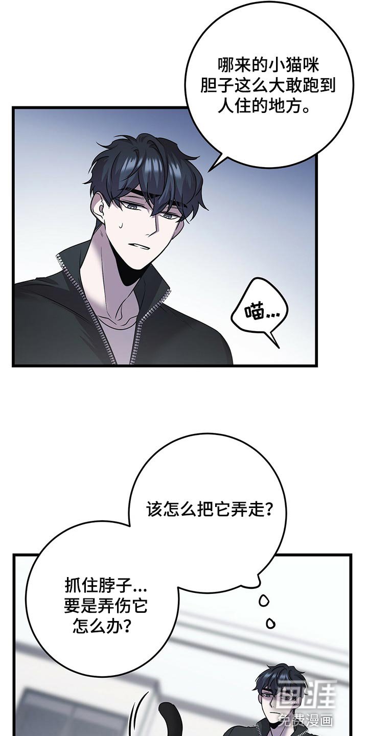 第27章：聪明的猫咪