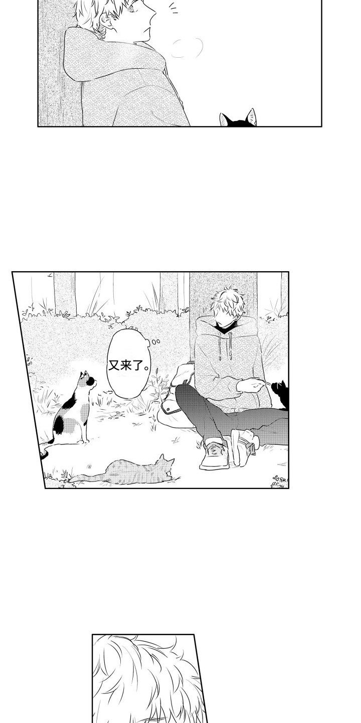第3章：三花猫