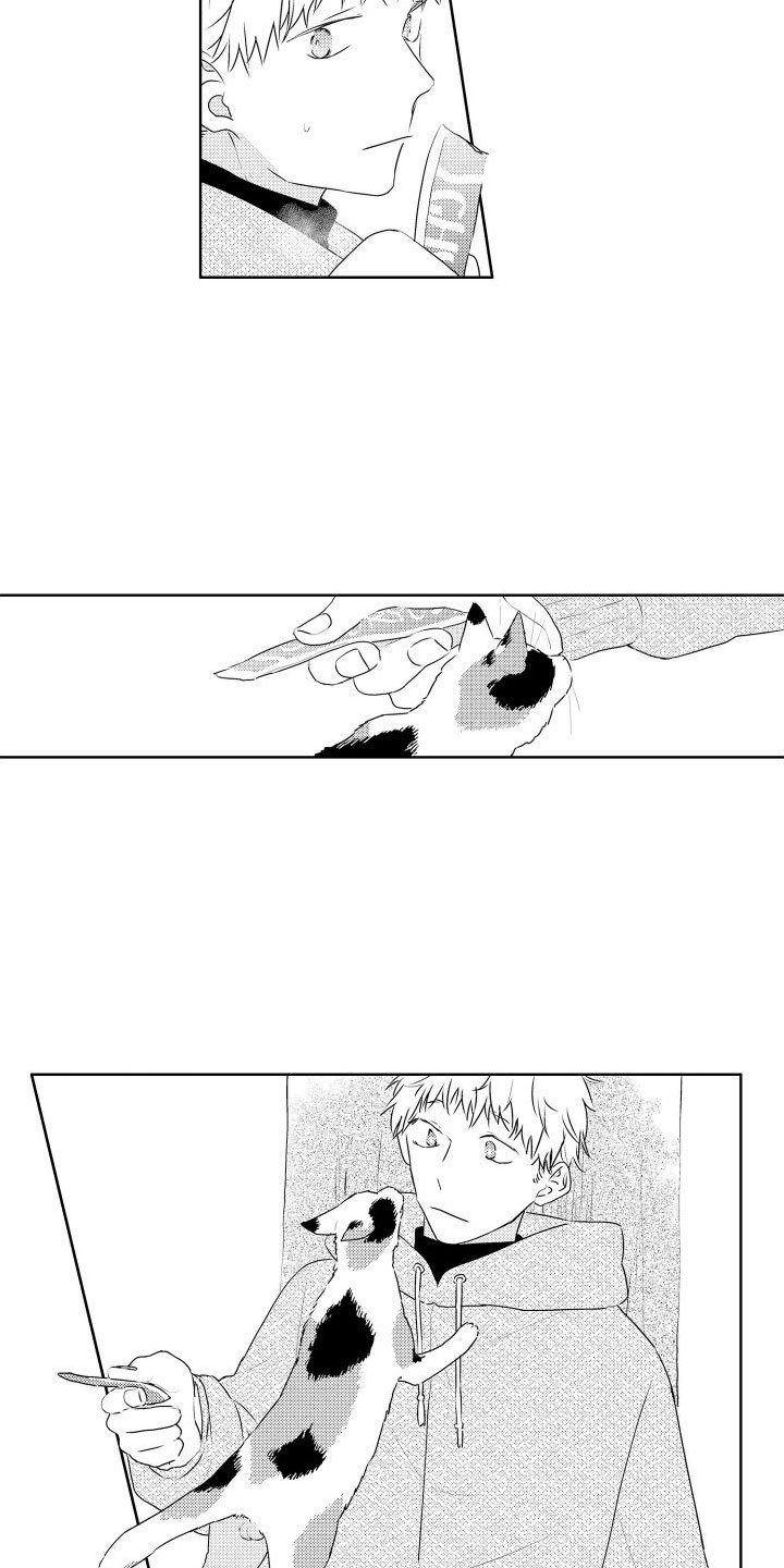 第3章：三花猫