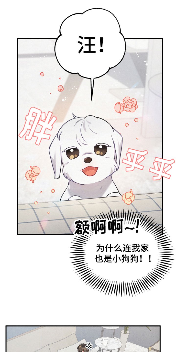第1章：小型犬