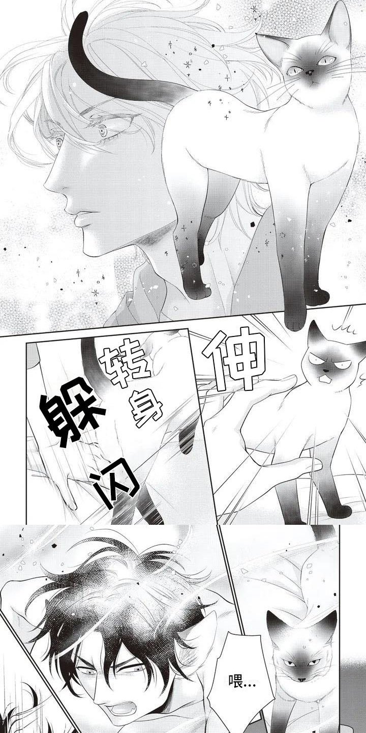第3章：家猫