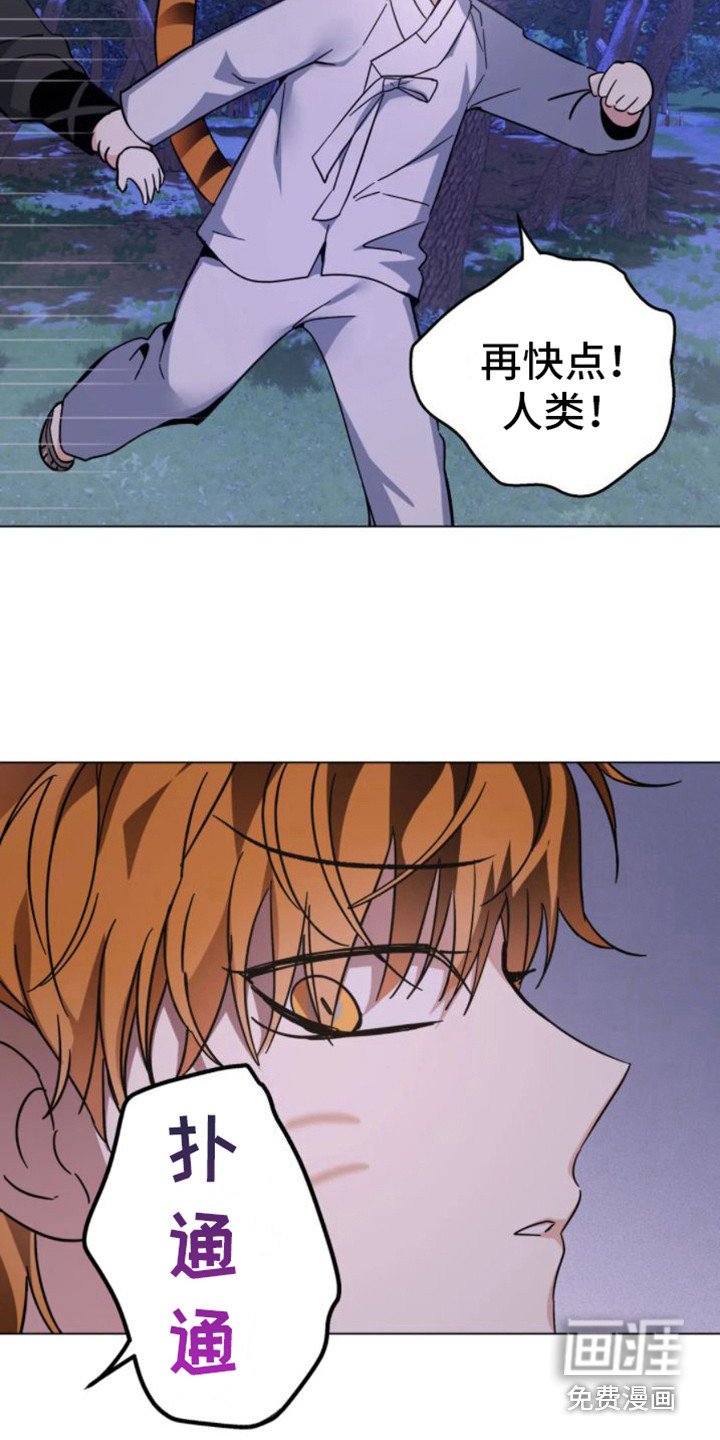 第37章： 乱入的老虎：受伤了