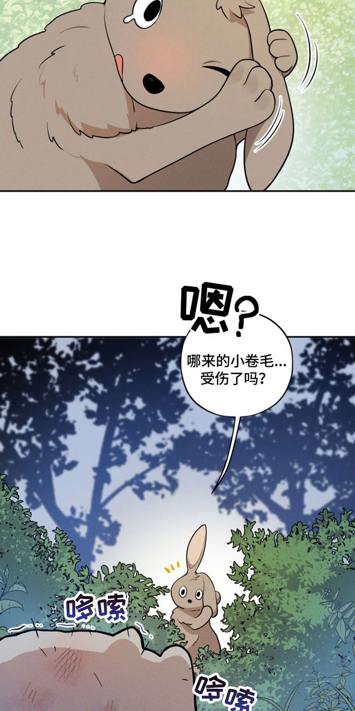 第1章：兔子救狼