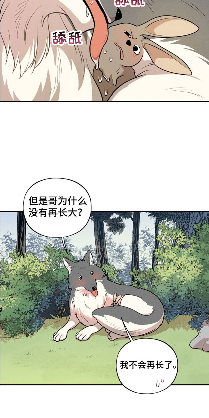 第1章：兔子救狼