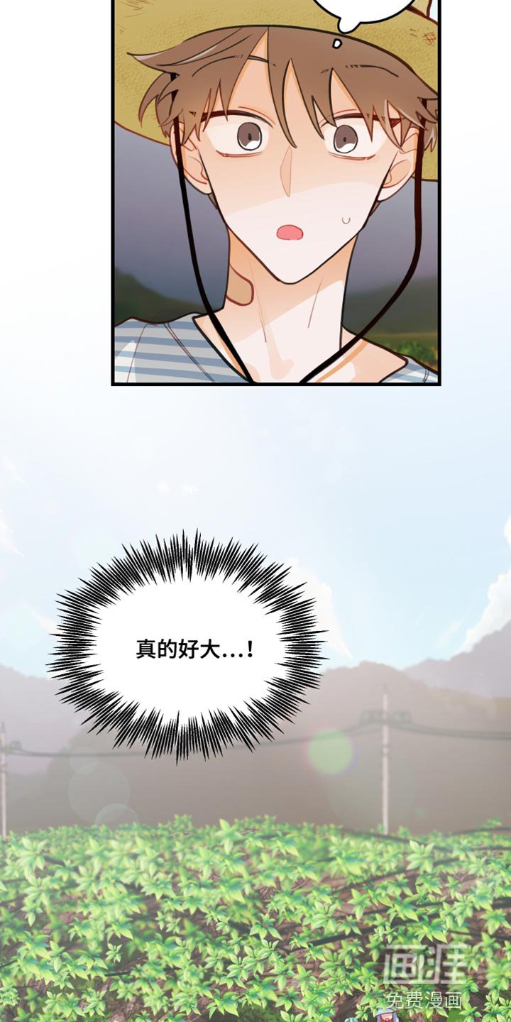 第31章：果园
