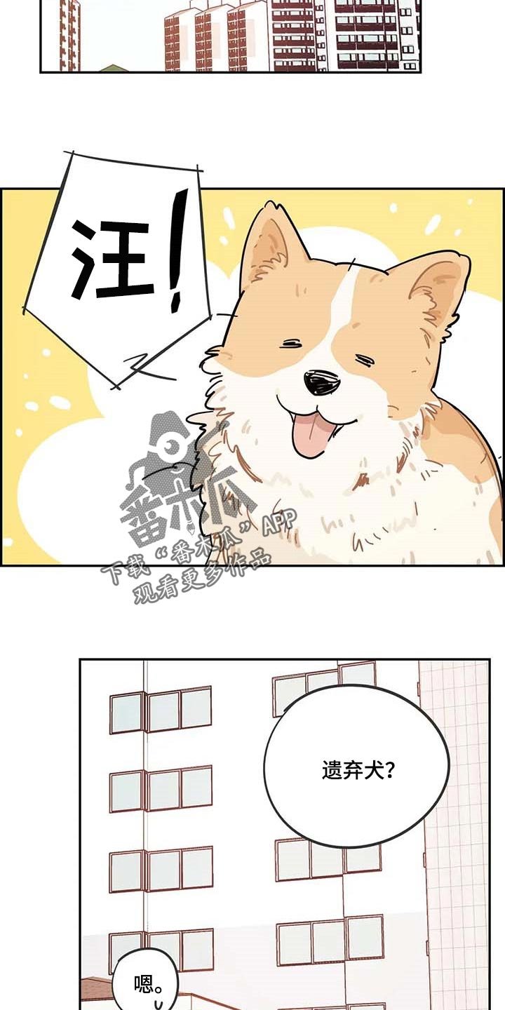 第38章：遗弃的狗狗