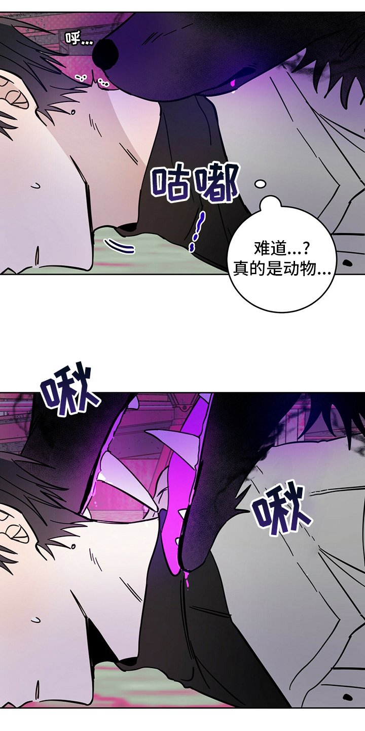 第26章：动物