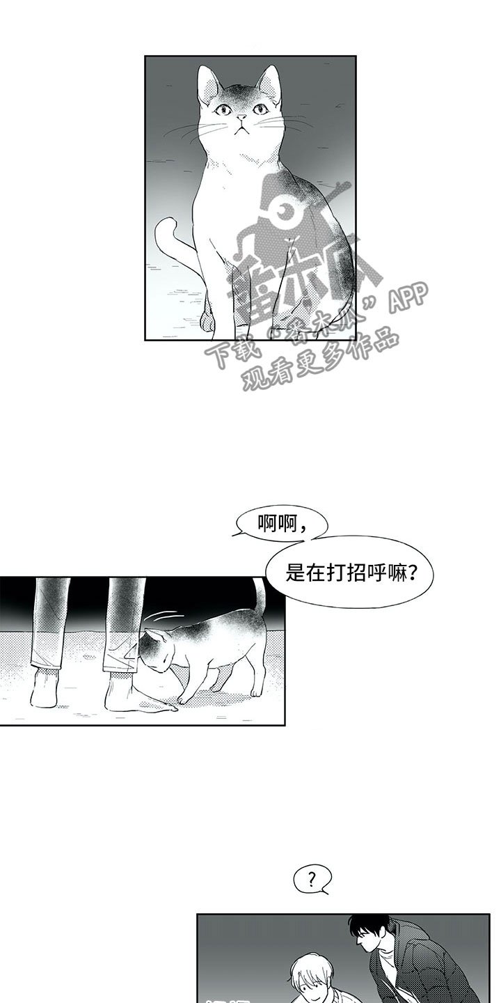 第18章：猫咪