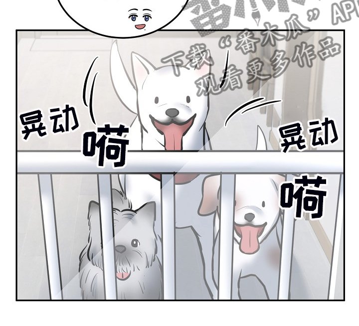第39章：给狗狗拍照