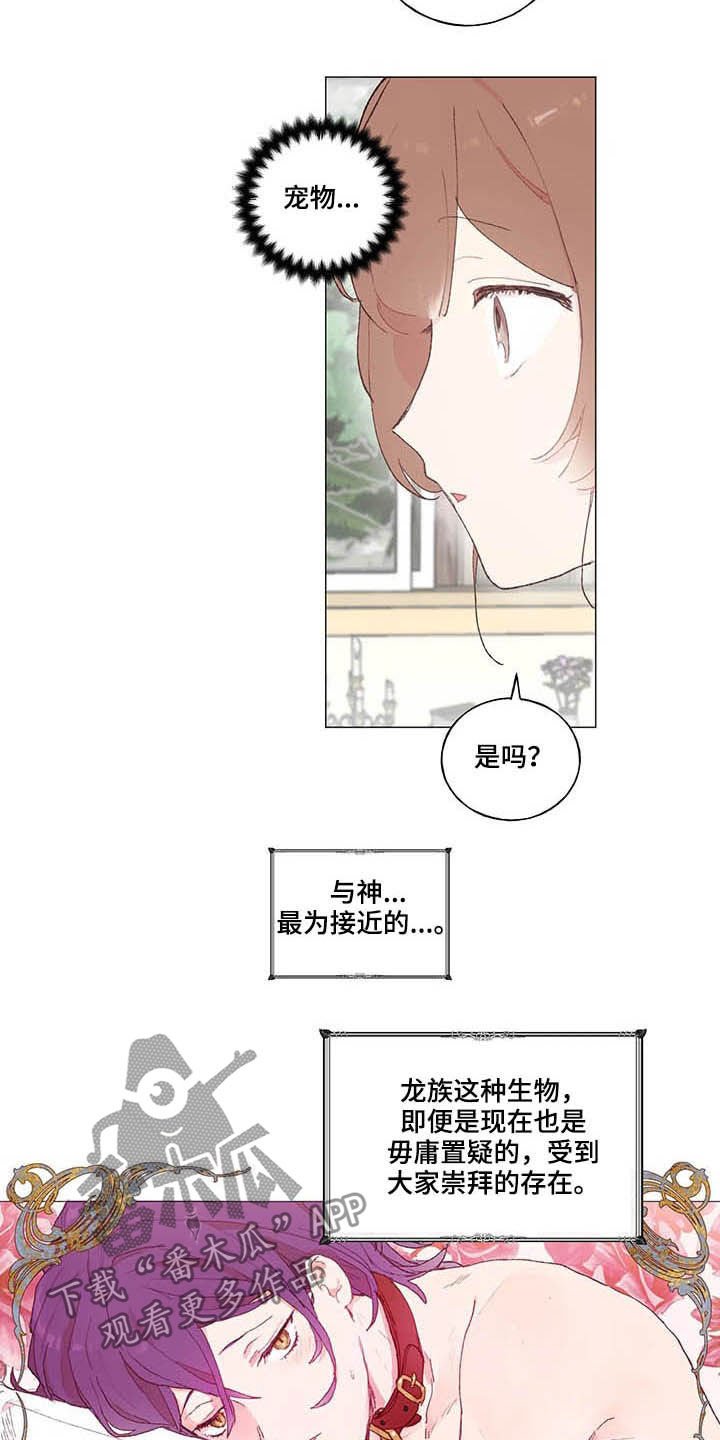 第28章：宠物
