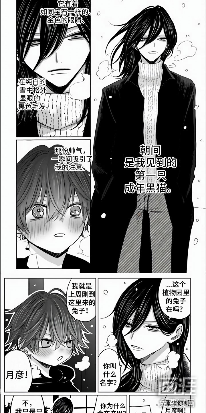 第18章：兔子与猫