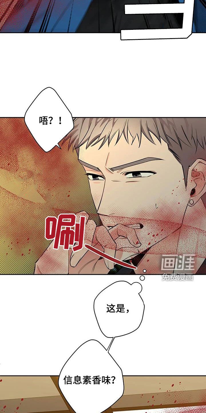 第64章：玫瑰香