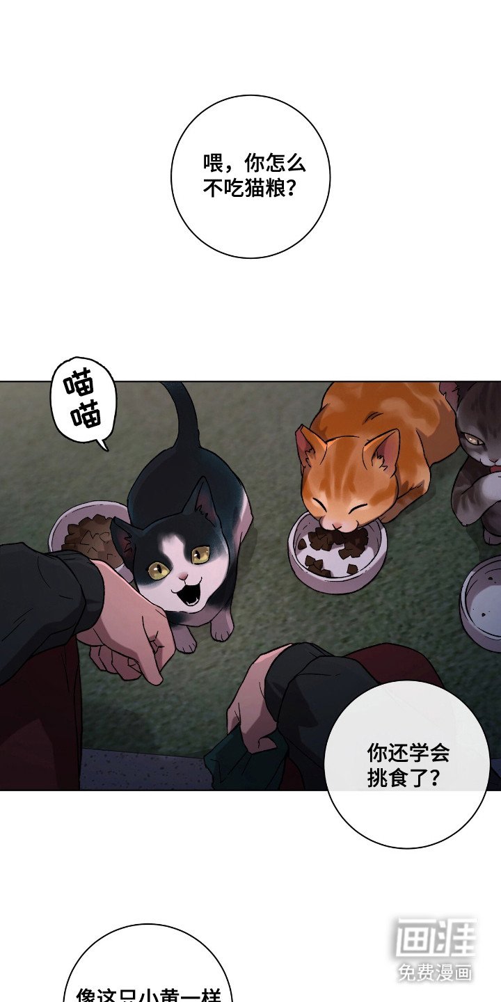 第1章：流浪猫