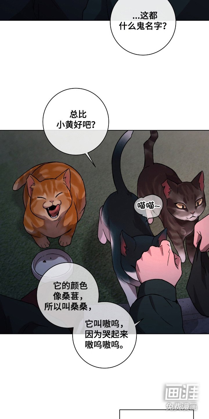第1章：流浪猫