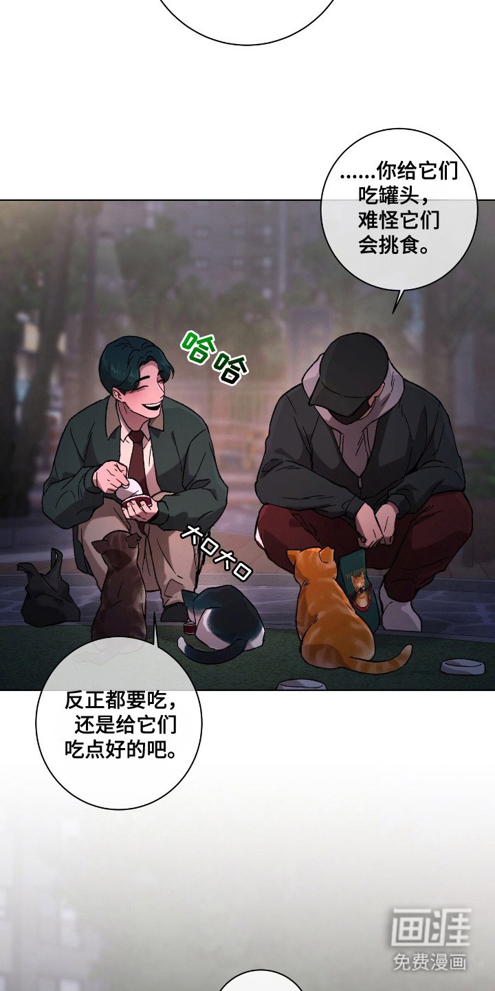 第1章：流浪猫