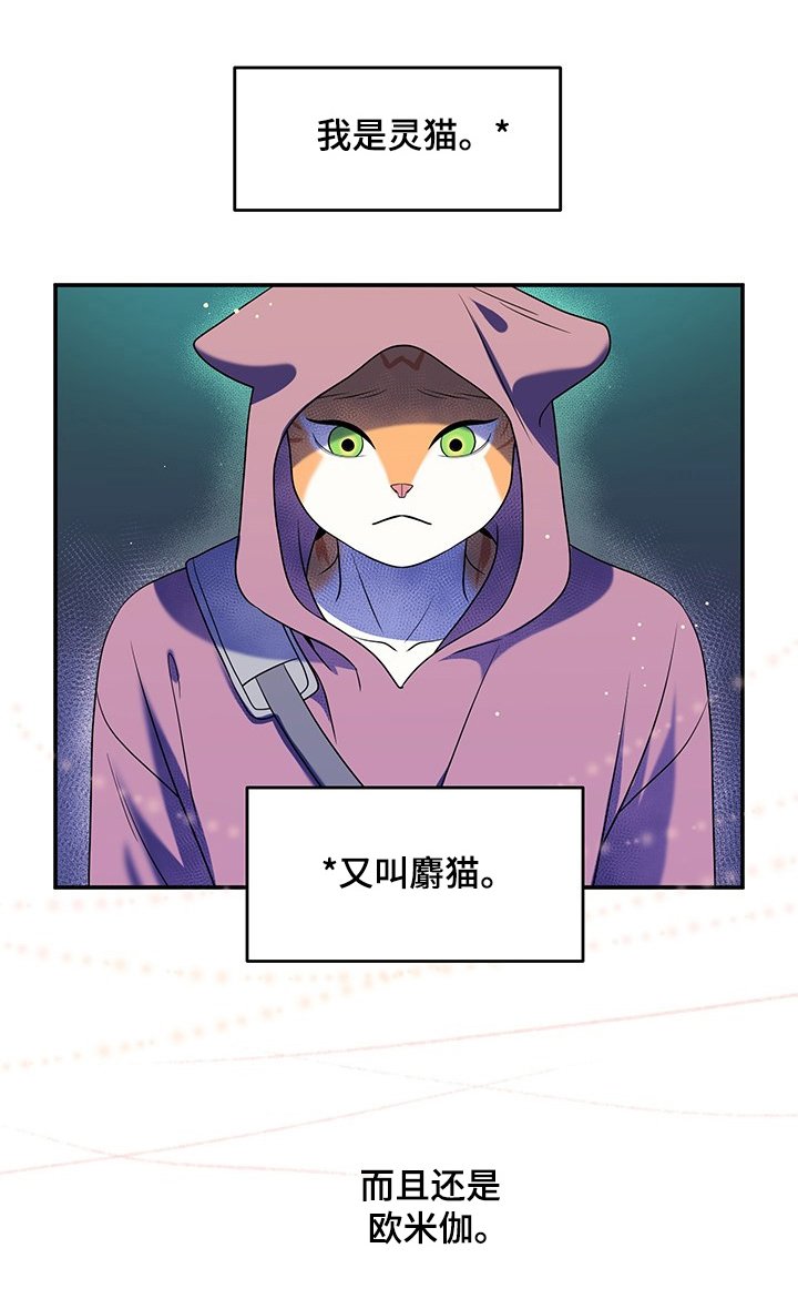 第1章：灵猫