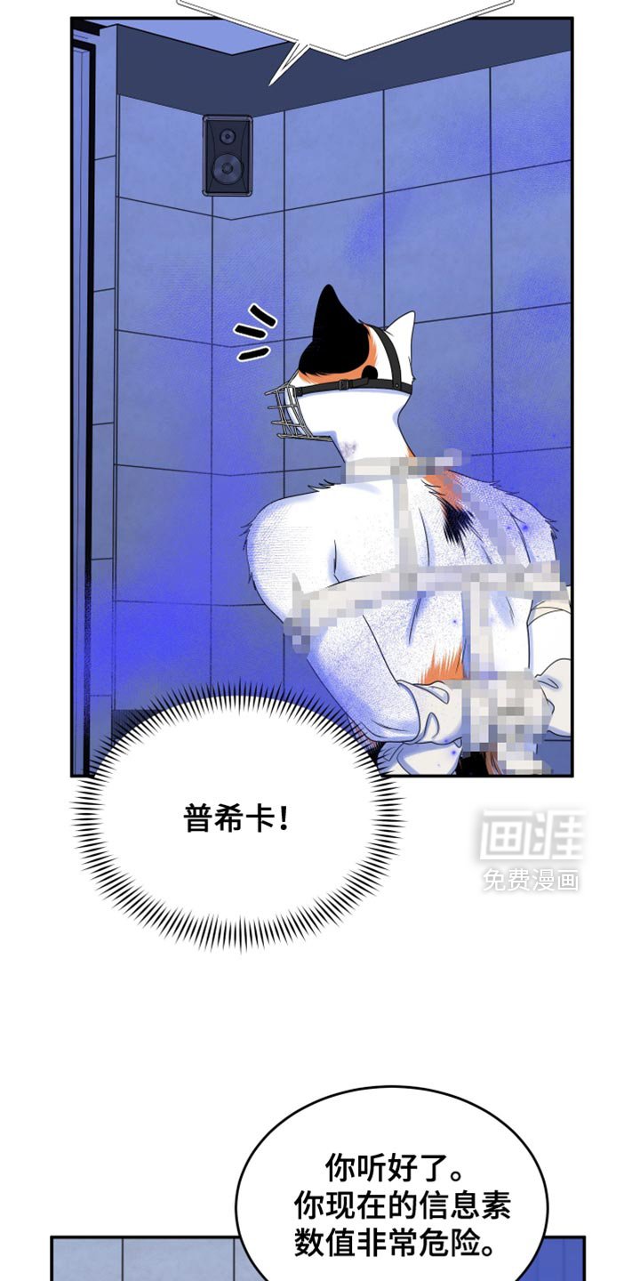 第159章：【第三季】宝贵的猫
