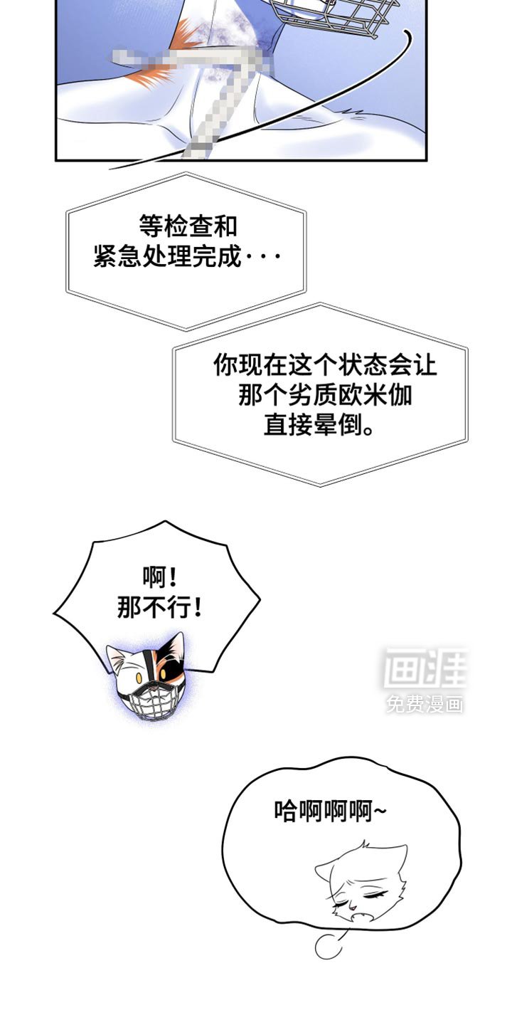 第159章：【第三季】宝贵的猫