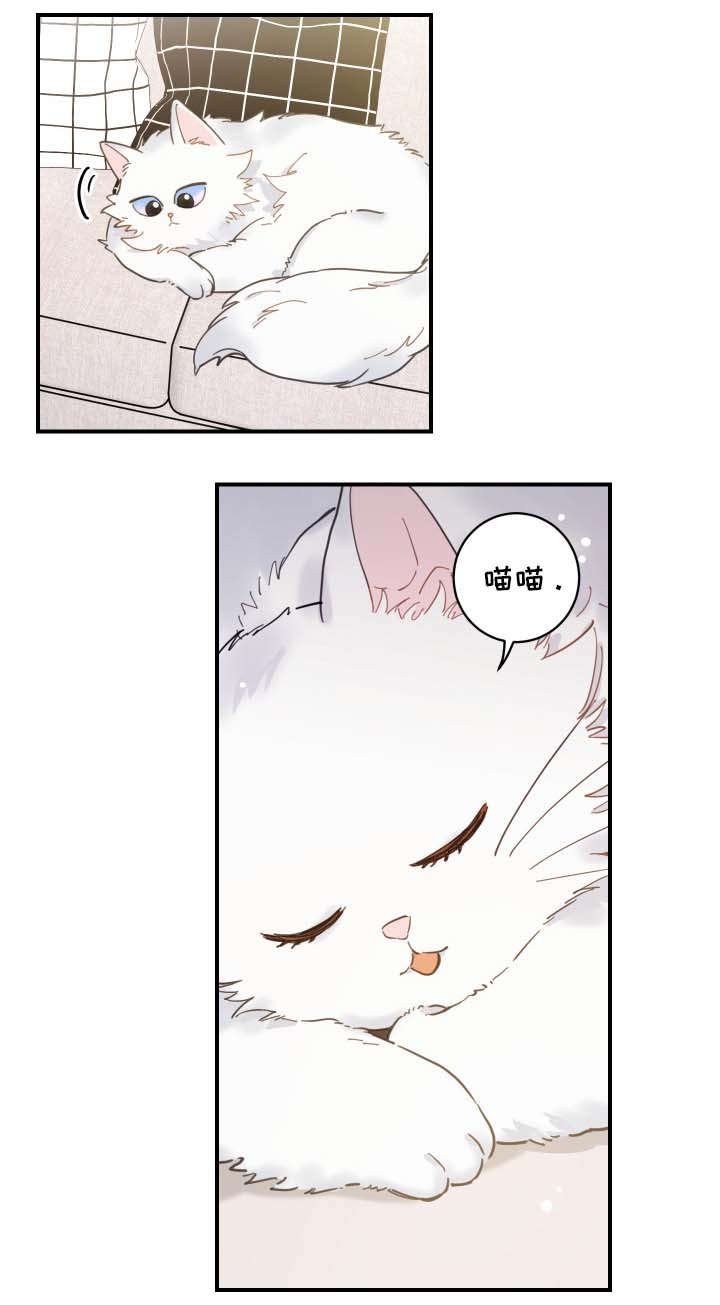 第2章：白猫