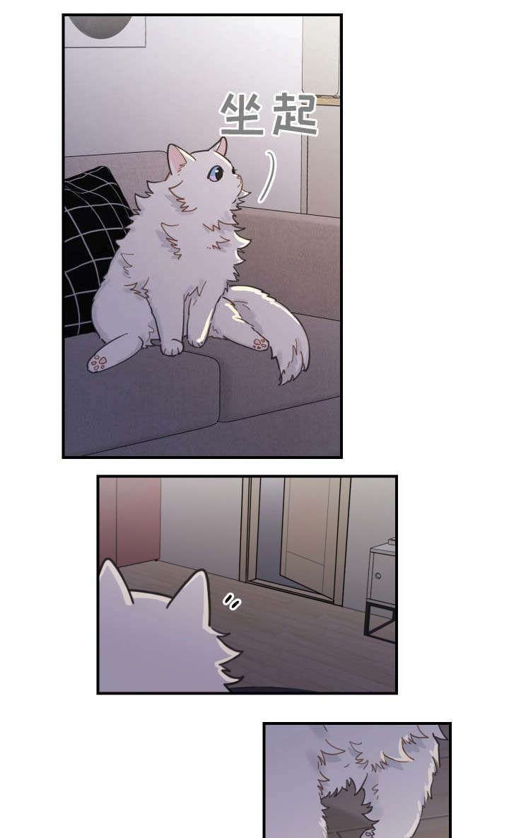 第2章：白猫